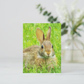 Kaninchen Postkarte (Stehend Vorderseite)
