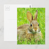 Kaninchen Postkarte (Vorne/Hinten)