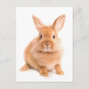 Kaninchen Postkarte