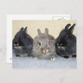 Kaninchen Postkarte (Vorne/Hinten)