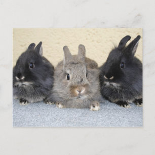 Kaninchen Postkarte