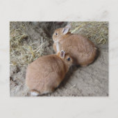 Kaninchen Postkarte (Vorderseite)