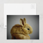 Kaninchen Postkarte (Vorne/Hinten)