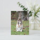 Kaninchen Postkarte (Stehend Vorderseite)