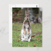 Kaninchen Postkarte (Vorne/Hinten)