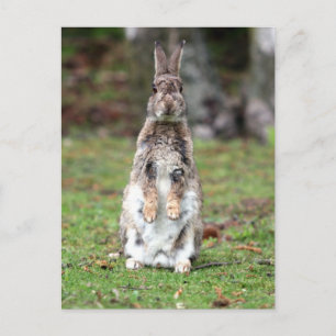 Kaninchen Postkarte