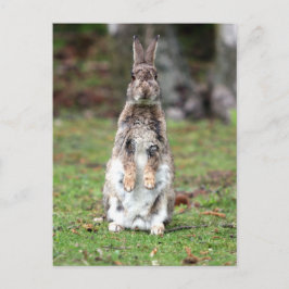 Kaninchen Postkarte