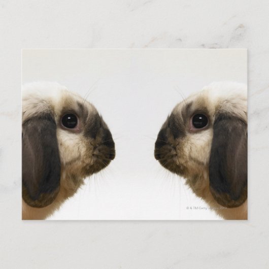 Kaninchen Postkarte (Vorderseite)