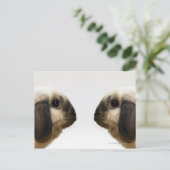 Kaninchen Postkarte (Stehend Vorderseite)