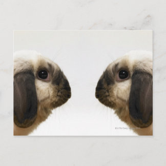 Kaninchen Postkarte