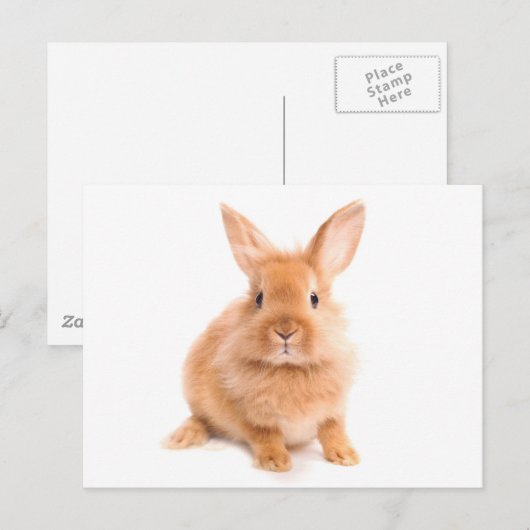 Kaninchen Postkarte (Vorne/Hinten)