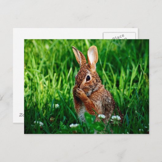 Kaninchen Postkarte (Vorne/Hinten)