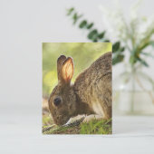 Kaninchen Postkarte (Stehend Vorderseite)