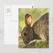 Kaninchen Postkarte (Vorne/Hinten)