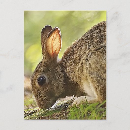 Kaninchen Postkarte (Vorderseite)