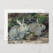 Kaninchen Postkarte (Vorne/Hinten)