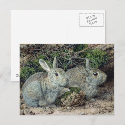 Kaninchen Postkarte (Vorne/Hinten)