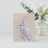 Kaninchen Postkarte Nr. 31 (Stehend Vorderseite)