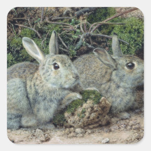 Kaninchen Quadratischer Aufkleber