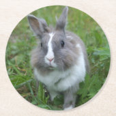 Kaninchen Runder Pappuntersetzer (Vorderseite)
