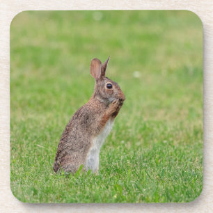 Kaninchen stehend im Gras und schüchtern aussehen Getränkeuntersetzer