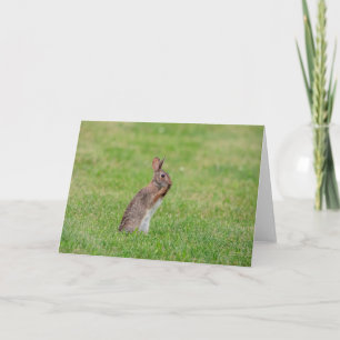 Kaninchen stehend im Gras und schüchtern aussehen Karte
