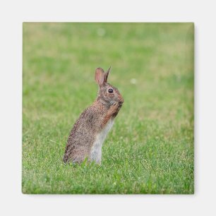 Kaninchen stehend im Gras und schüchtern aussehen Magnet