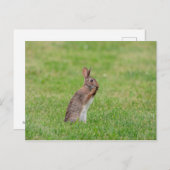 Kaninchen stehend im Gras und schüchtern aussehen Postkarte (Vorne/Hinten)