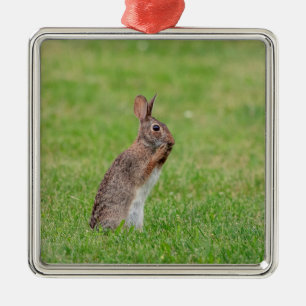 Kaninchen steht im Gras und sieht schüchtern aus Ornament Aus Metall