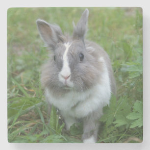 Kaninchen Steinuntersetzer