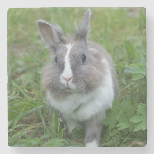 Kaninchen Steinuntersetzer (Vorderseite)