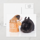 Kaninchen und Guinea Postkarte (Vorne/Hinten)