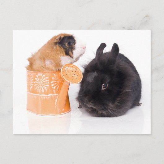 Kaninchen und Guinea Postkarte (Vorderseite)
