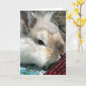 Kaninchen und Indischer Mais Karte (Gelbe Blume)