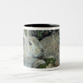 Kaninchen Zweifarbige Tasse (Mittel)