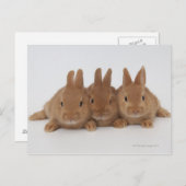 Kaninchen.Zwerge in den Niederlanden. Postkarte (Vorne/Hinten)