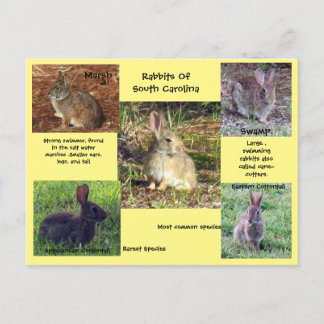 Kaninchenart South Carolina Postcard Postkarte