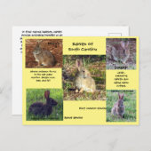 Kaninchenart South Carolina Postcard Postkarte (Vorne/Hinten)