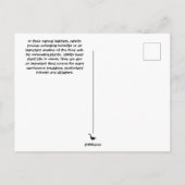 Kaninchenart South Carolina Postcard Postkarte (Rückseite)