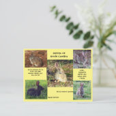 Kaninchenart South Carolina Postcard Postkarte (Stehend Vorderseite)