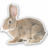 Kaninchenaufkleber Aufkleber (Vorderseite)