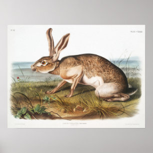 Kaninchendarstellung Poster