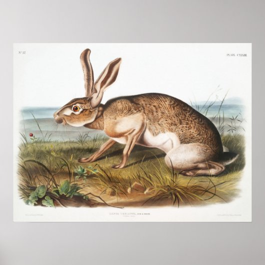 Kaninchendarstellung Poster (Vorne)