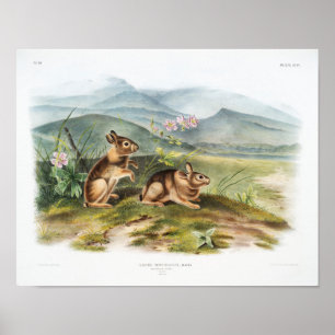 Kaninchendarstellung Poster
