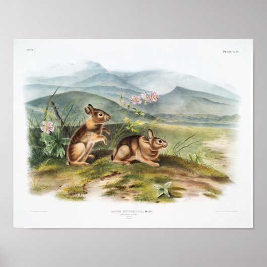 Kaninchendarstellung Poster (Vorne)
