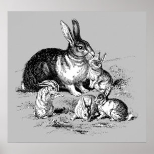 Kaninchenfamilie - Archivdruck Poster