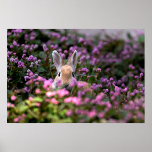 Kaninchenfarm Poster