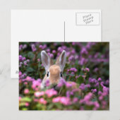Kaninchenfarm Postkarte (Vorne/Hinten)