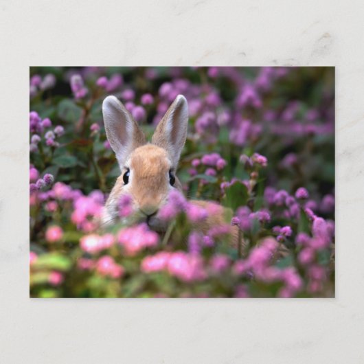 Kaninchenfarm Postkarte (Vorderseite)