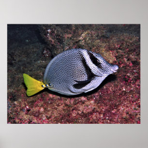 Kaninchenfisch Poster